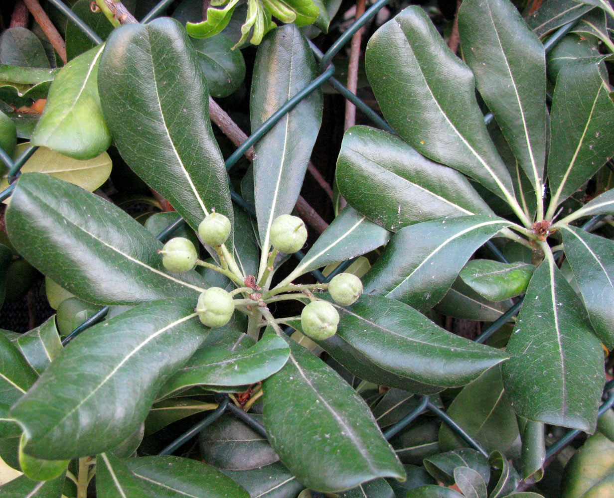 Изображение особи Pittosporum tobira.