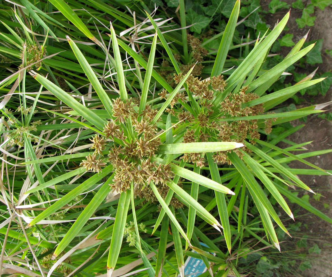 Image of Cyperus involucratus specimen.