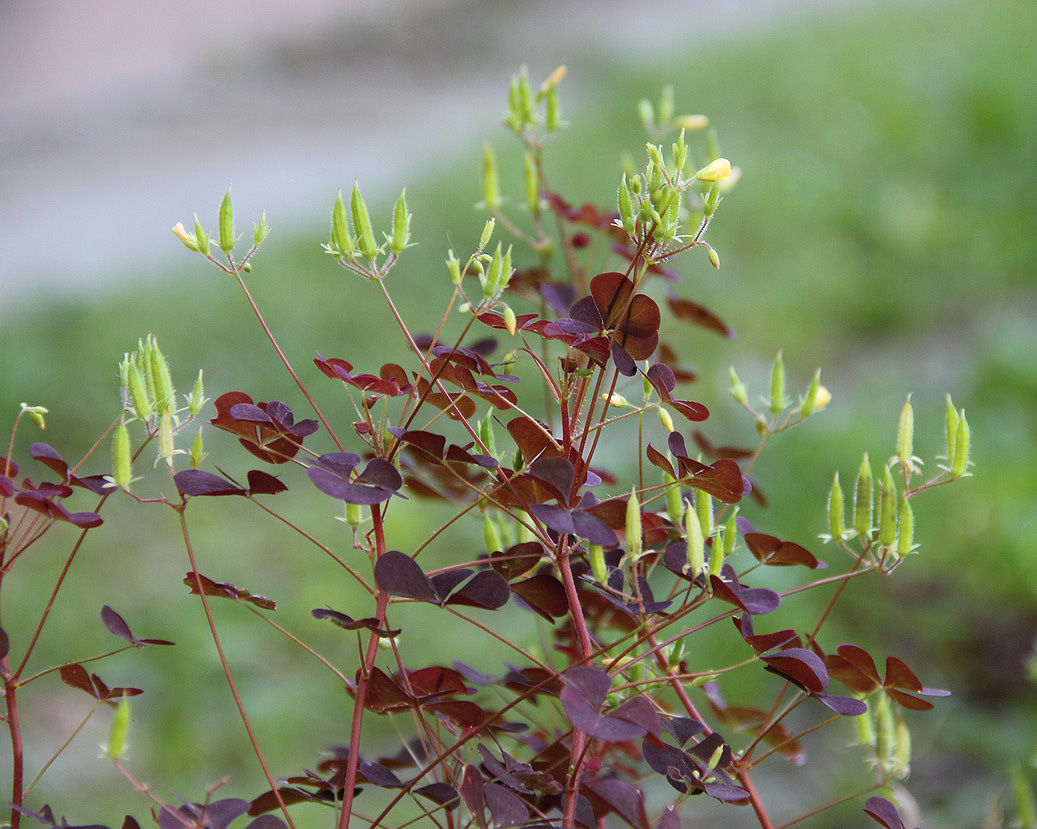 Image of Oxalis stricta specimen.