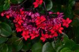 Clerodendrum splendens. Соцветие. Израиль, Шарон, г. Герцлия, в культуре. 18.12.2012.