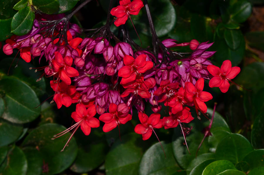 Image of Clerodendrum splendens specimen.