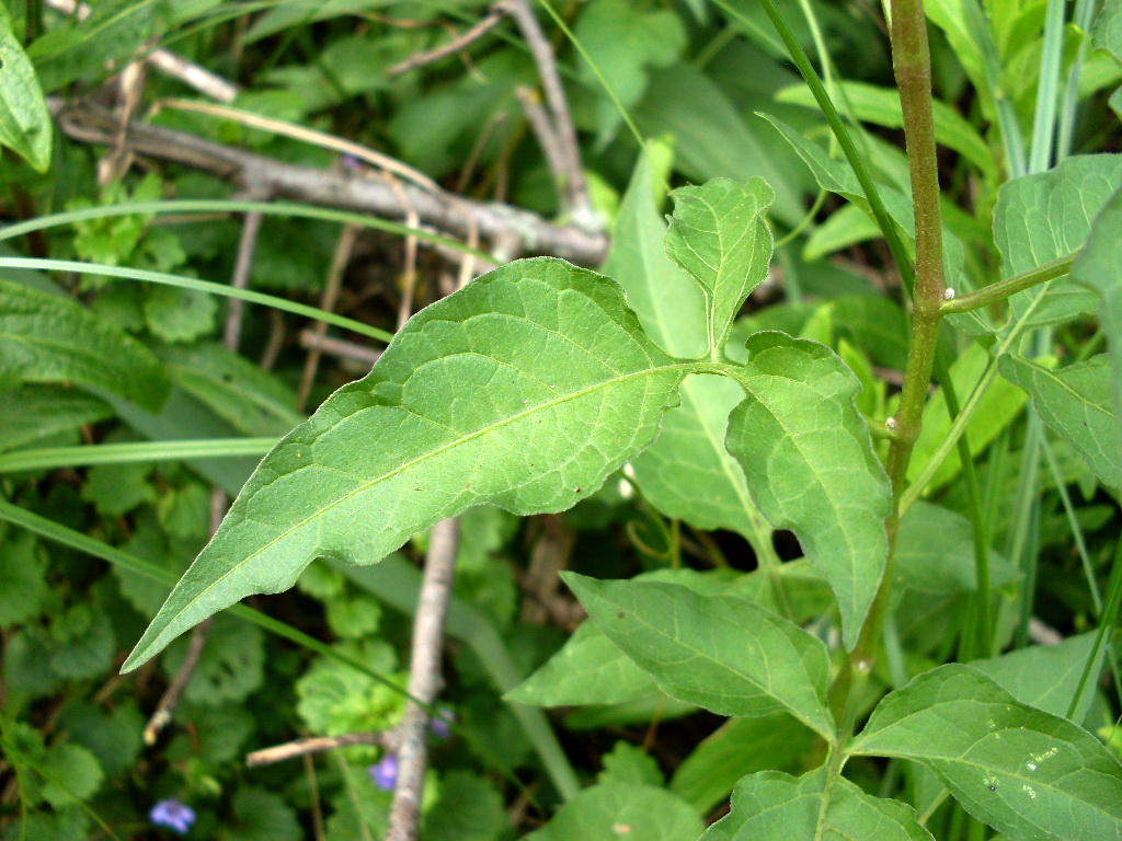 Изображение особи Solanum dulcamara.