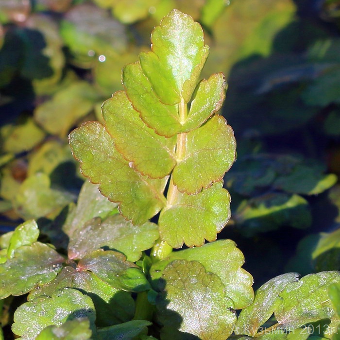 Изображение особи Berula erecta.