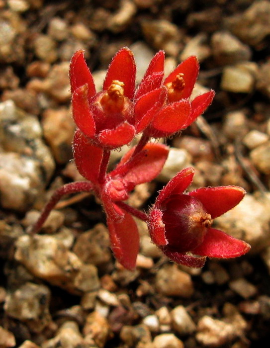 Image of Androsace maxima specimen.