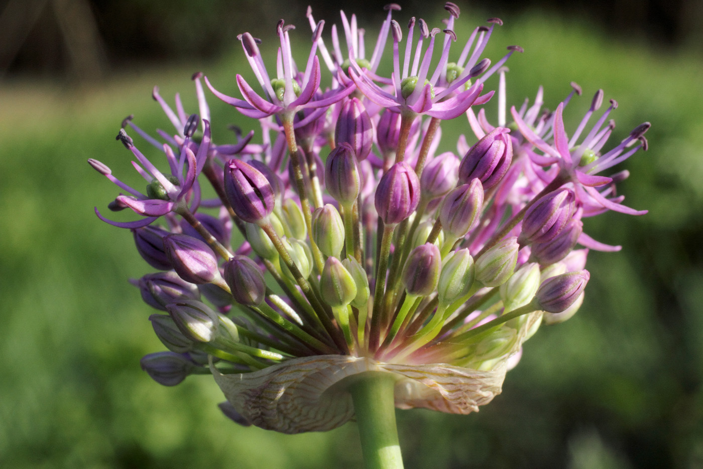 Image of Allium suworowii specimen.