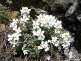 Arabis caucasica