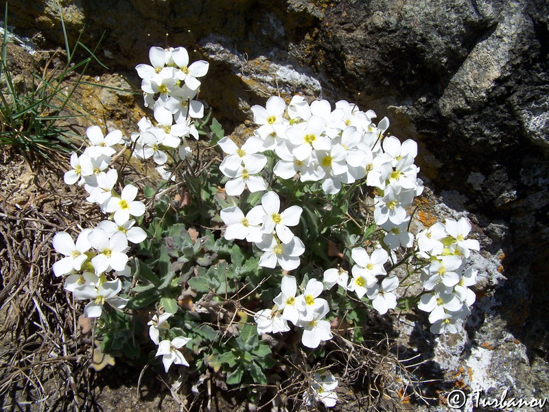 Image of Arabis caucasica specimen.