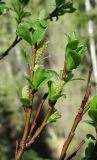 Salix arbuscula. Верхушка ветви с зацветающими мужскими соцветиями. Архангельская обл., Пинежский р-н, юго-восточные окр. Пинежского заповедника, лес в районе распространения карста, обрыв. 28.05.2013.