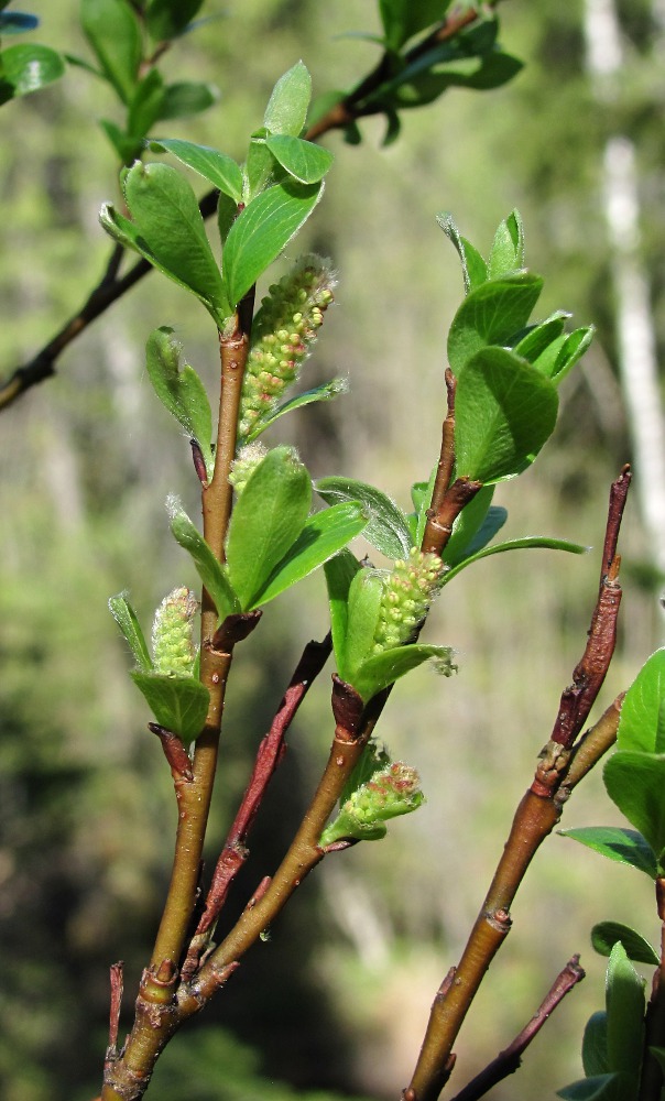 Изображение особи Salix arbuscula.