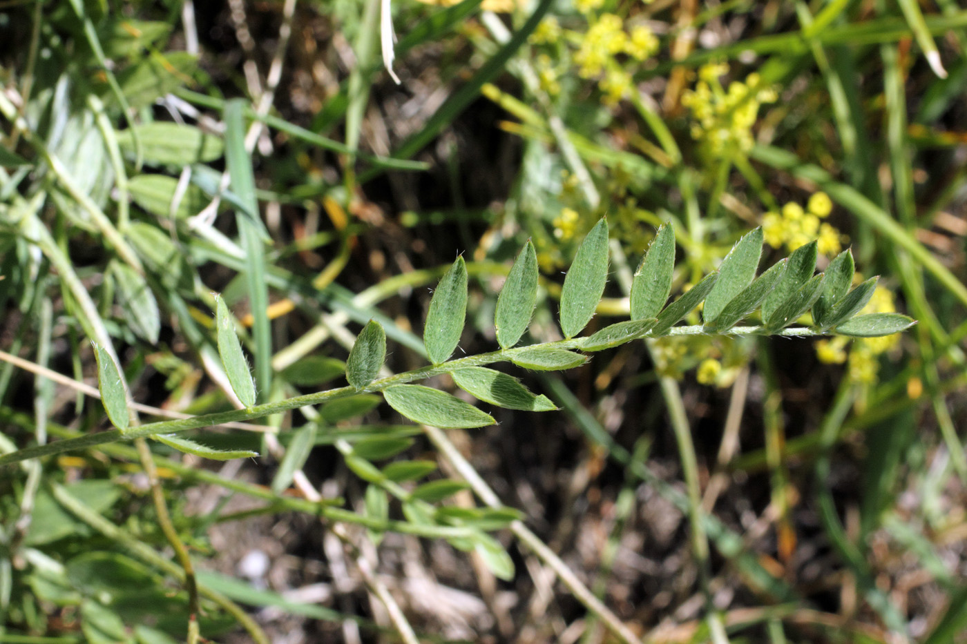 Изображение особи Oxytropis tschimganica.