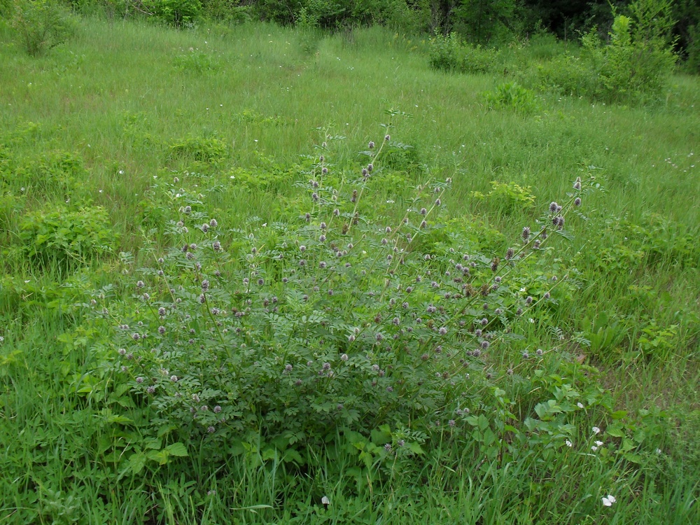 Изображение особи Glycyrrhiza echinata.