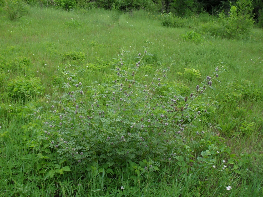 Image of Glycyrrhiza echinata specimen.