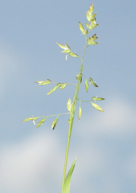 Image of Poa supina specimen.