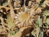 Centaurea benedicta. Соплодие. Узбекистан, г. Ташкент, Актепа Юнусабадская. 07.06.2013.