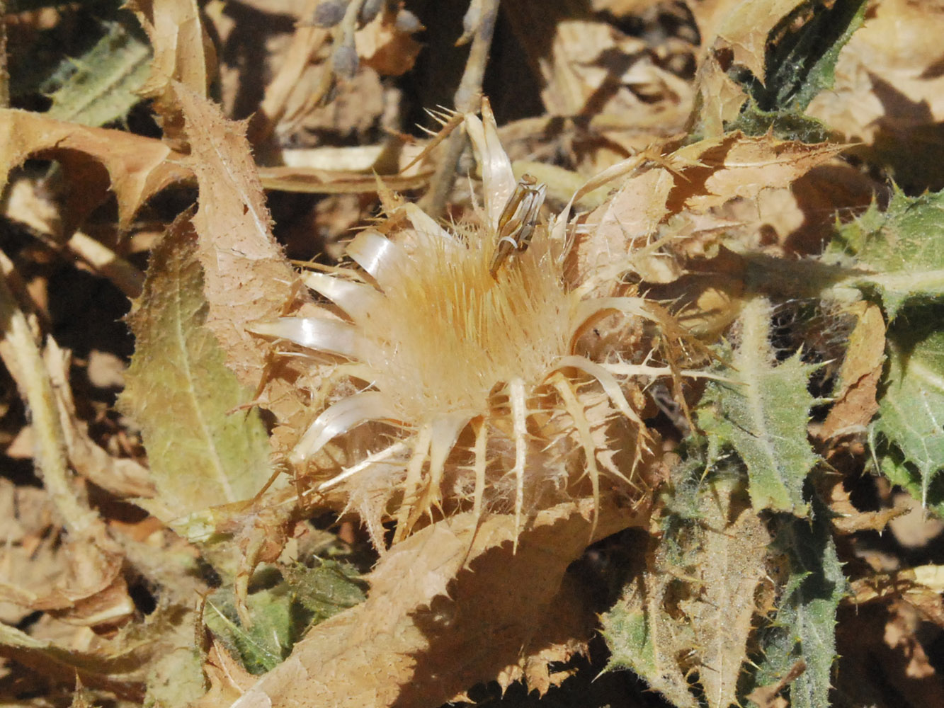 Image of Centaurea benedicta specimen.