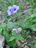 Ruellia tuberosa. Цветущее и плодоносящее растение. Таиланд, остров Тао. 27.06.2013.