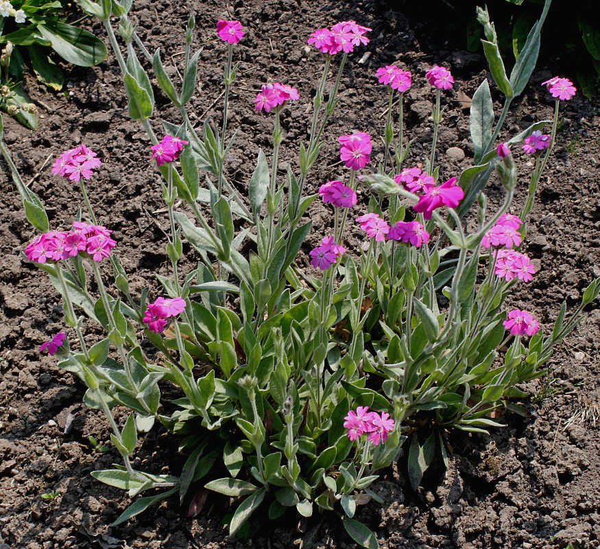 Image of Lychnis flos-jovis specimen.