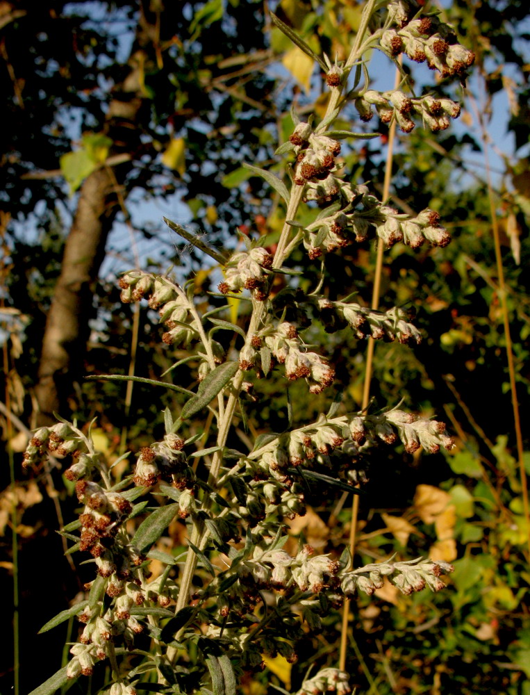 Изображение особи Artemisia argyi.