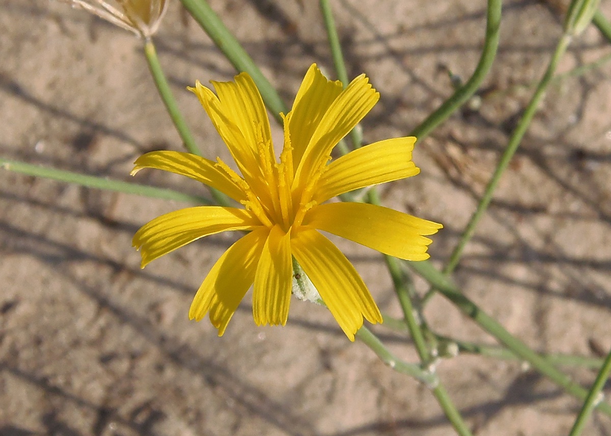 Image of genus Chondrilla specimen.