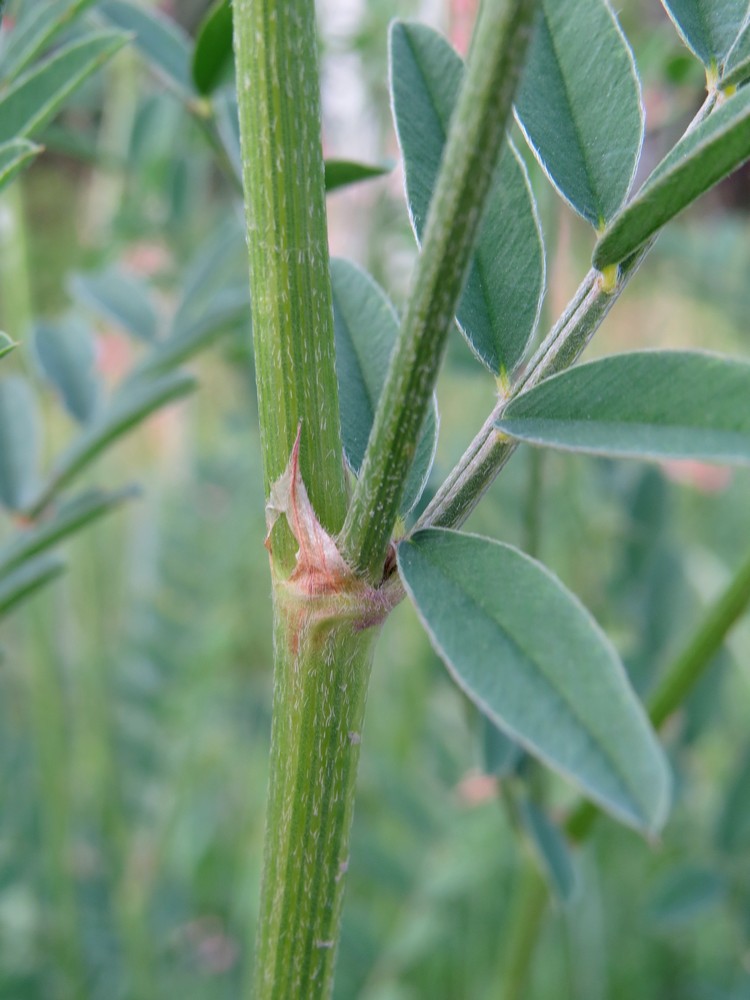 Изображение особи Onobrychis arenaria.