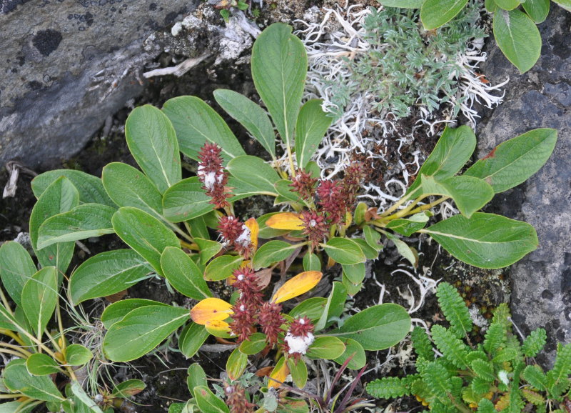 Image of Salix sphenophylla specimen.