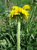 род Taraxacum