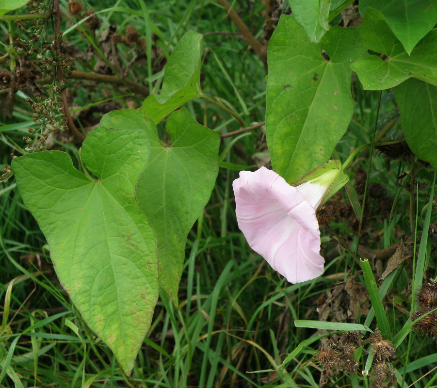 Изображение особи род Calystegia.