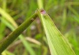 Leersia oryzoides. Влагалищно-пластиночное сочленение. Костромская обл., Кадыйский р-н, окрестности дер. Селище, песчаный плес на р. Немда. 15.09.2013.