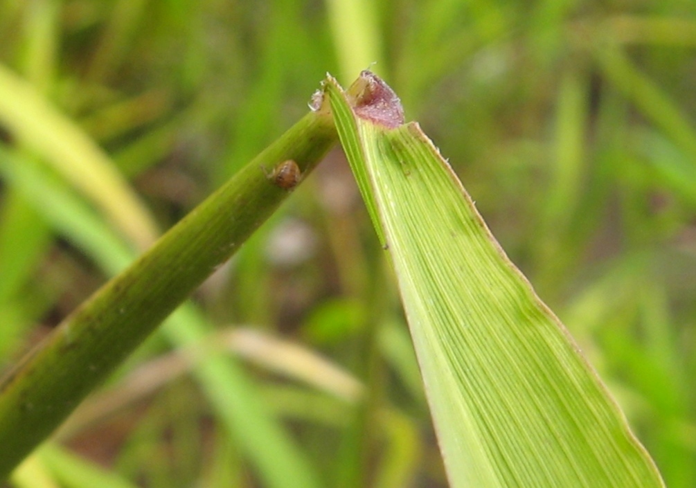 Image of Leersia oryzoides specimen.