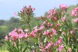 Nerium oleander