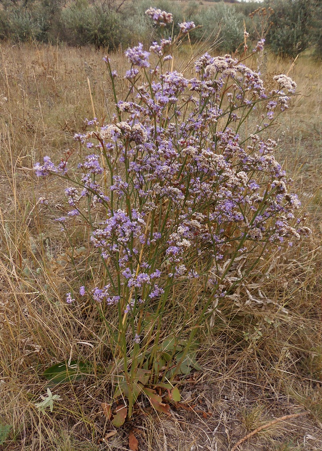 Изображение особи Limonium donetzicum.