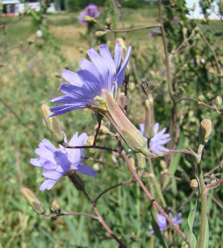 Изображение особи Lactuca tatarica.
