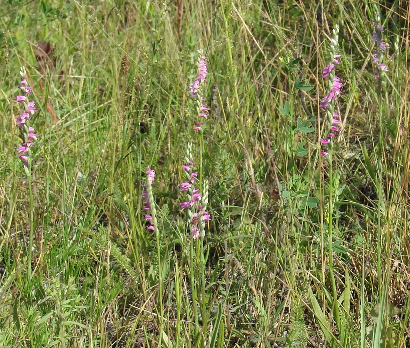 Изображение особи Spiranthes australis.