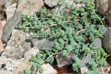 Mertensia maritima. Расцветающее растение. Карелия, Лоухский р-н, окр. пос. Чкаловский, берег Белого моря. 16.06.2013.