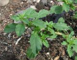 Amaranthus albus