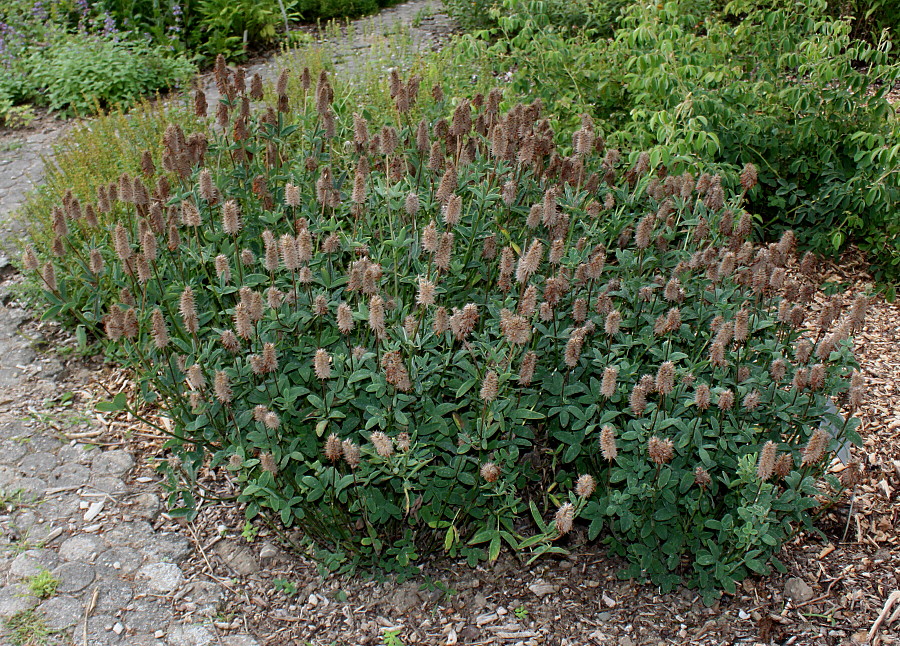 Изображение особи Trifolium ochroleucon.