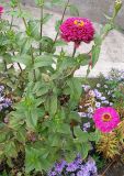 Zinnia elegans