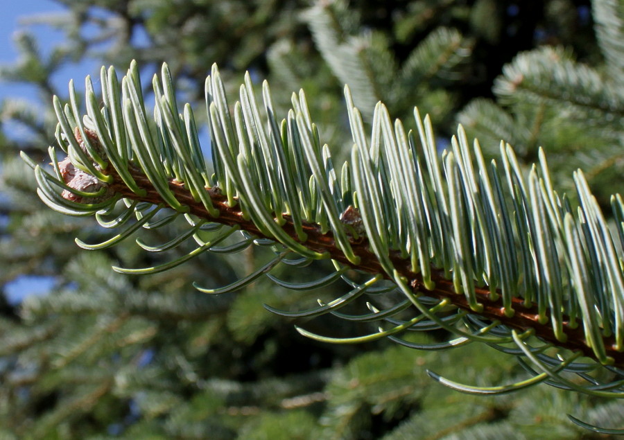 Image of Abies nordmanniana ssp. equi-trojani specimen.