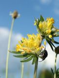 Anthyllis vulneraria