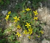 Ranunculus oxyspermus