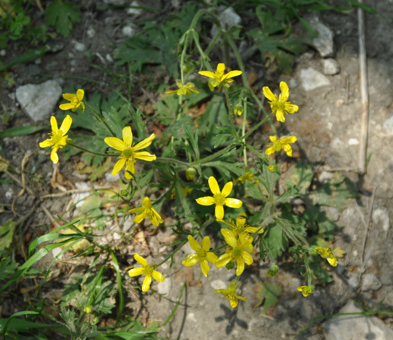 Image of Ranunculus oxyspermus specimen.