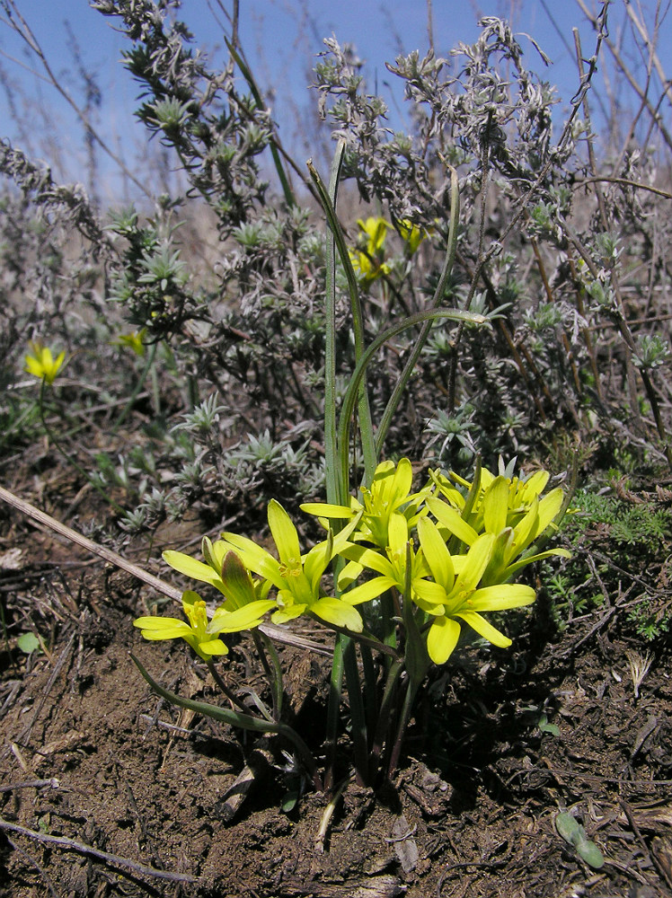 Image of Gagea pusilla specimen.