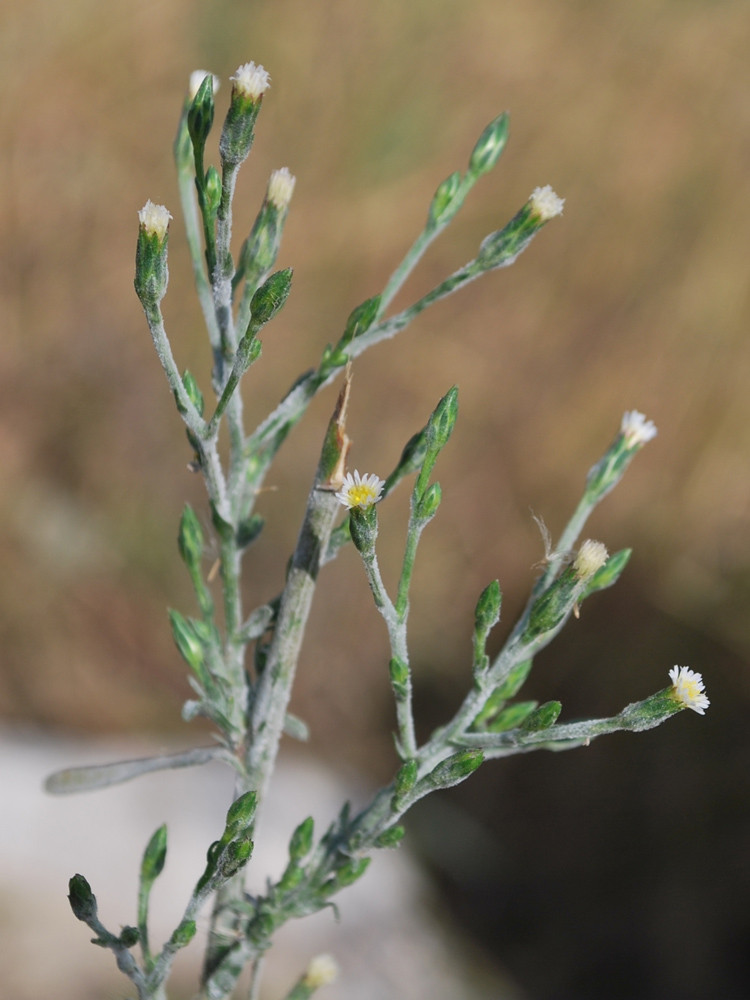 Image of Symphyotrichum graminifolium specimen.