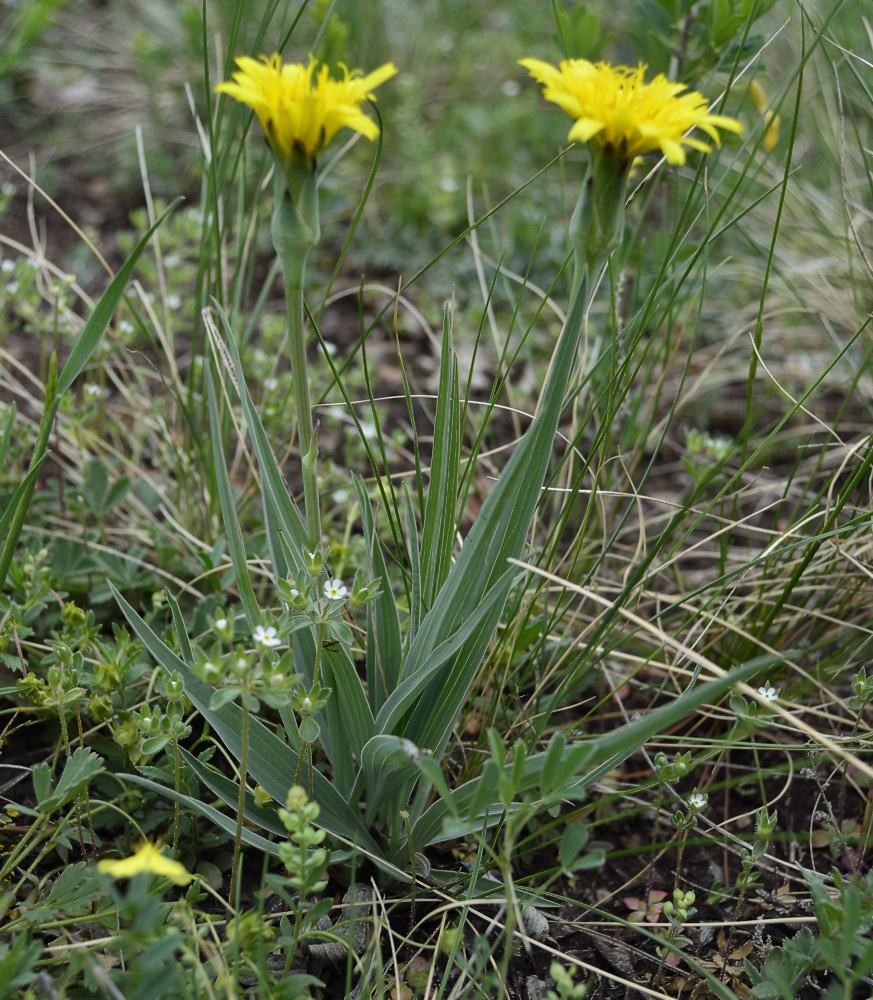 Image of Scorzonera austriaca specimen.