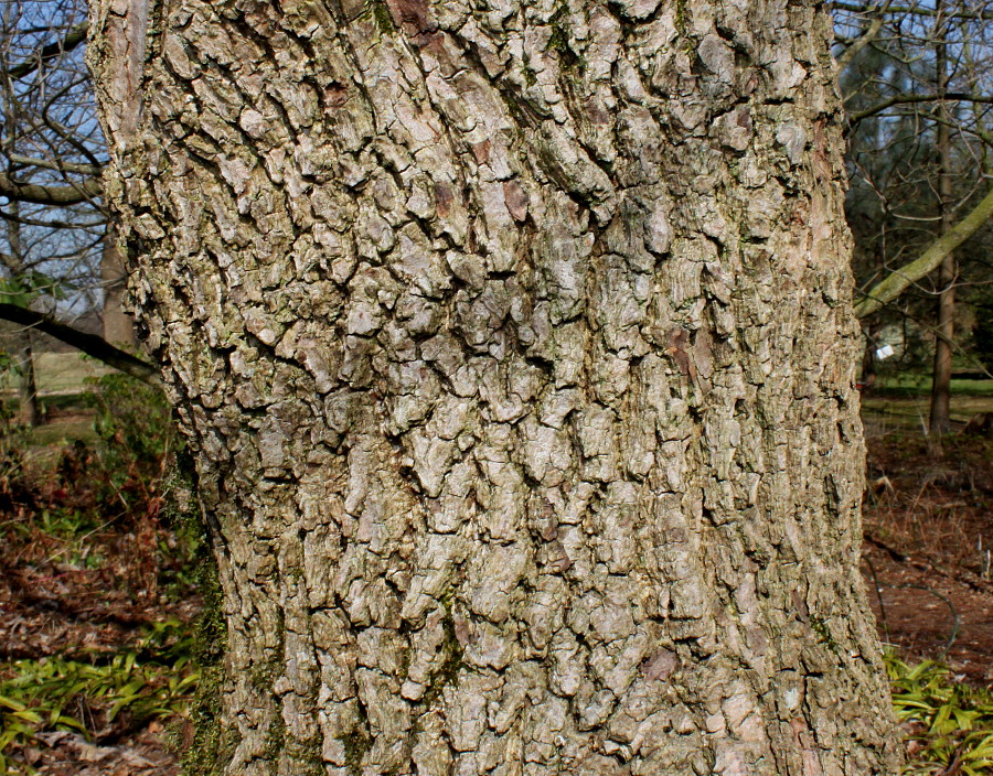 Изображение особи Magnolia acuminata.