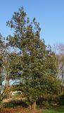 Chamaecyparis pisifera