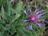 Centaurea czerkessica. Соцветия и листья. Краснодарский край, окр. г. Новороссийск, хр. Атакай, обочина лесной дороги. 12.04.2014.