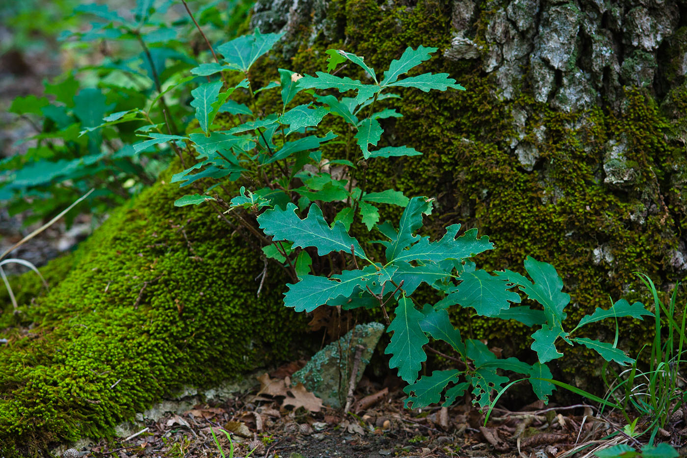 Изображение особи род Quercus.