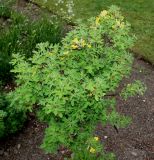 Chamaecytisus ratisbonensis. Крона отцветающего растения. Германия, г. Дюссельдорф, Ботанический сад университета. 28.04.2014.