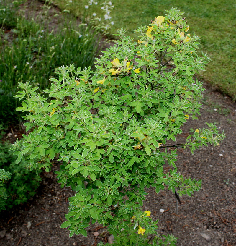 Image of Chamaecytisus ratisbonensis specimen.